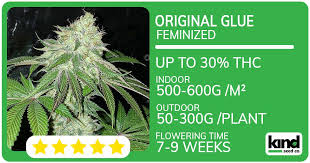 Explore the World of Marijuana Seeds in Wyoming Explore the World of Marijuana Seeds in Wyoming